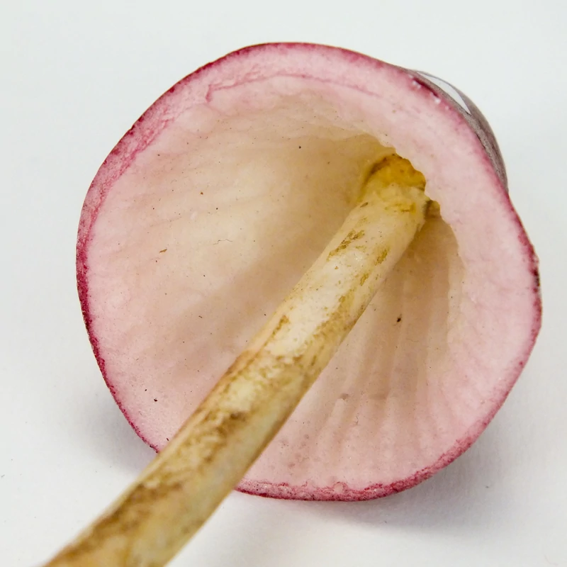 Hab gomba piros fehér pöttyös dekoráció nagy 1db
