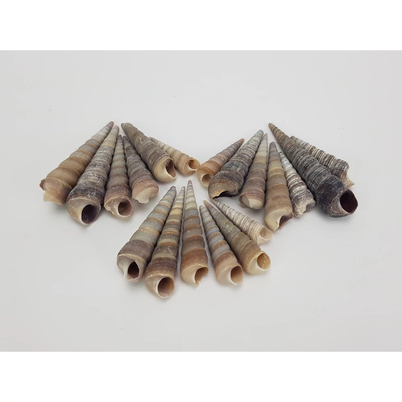 Hegyes szürke csiga 5-7cm 10dkg/csomag