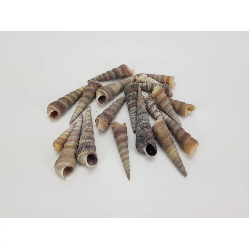 Hegyes szürke csiga 5-7cm 10dkg/csomag