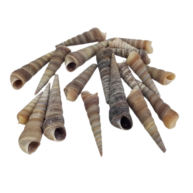 Hegyes szürke csiga 5-7cm 10dkg/csomag