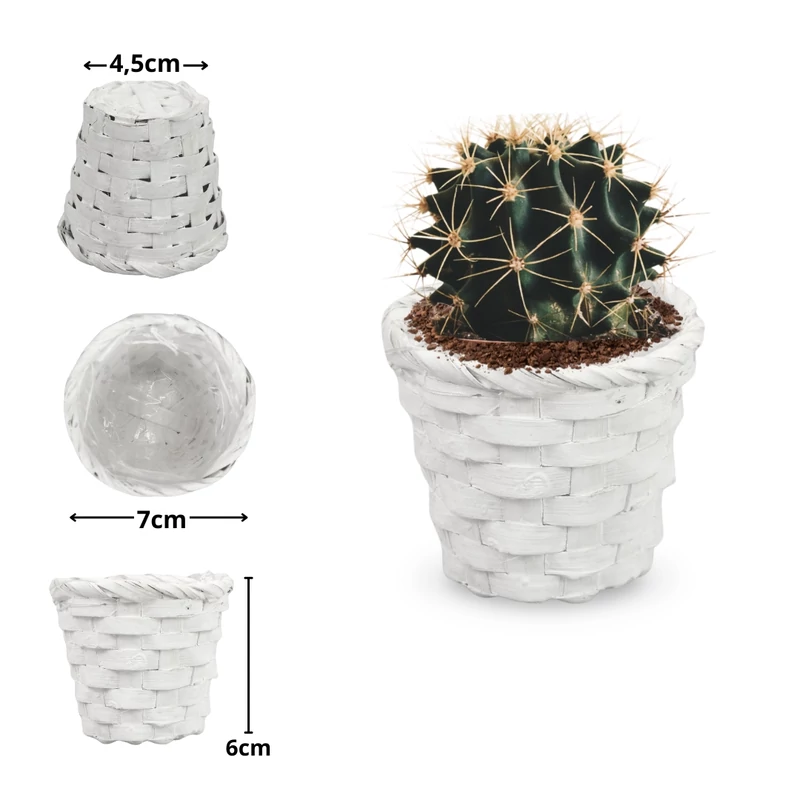 Bambusz kaspó fehér 7cm