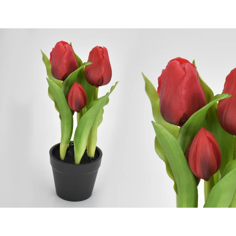 Tulipán cserepes piros