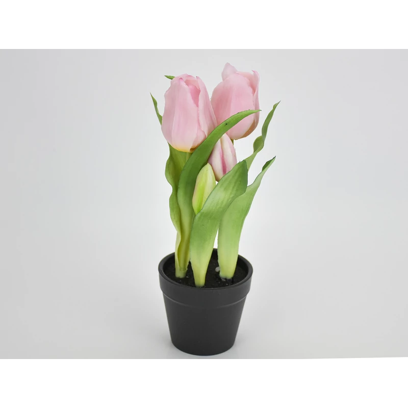 Tulipán cserepes rózsaszín