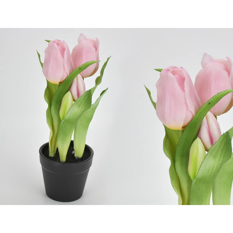 Tulipán cserepes rózsaszín
