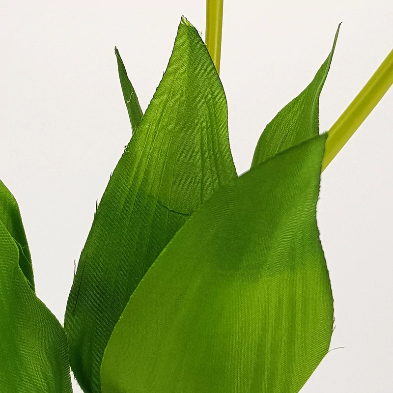 Szálas tulipán halvány rózsaszín