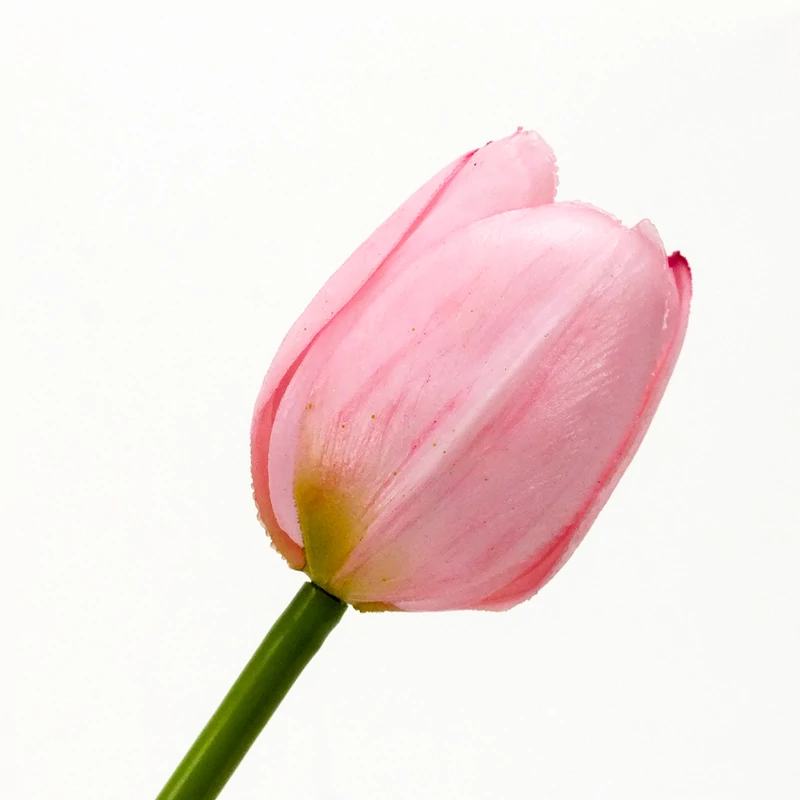 Szálas gumi tulipán rózsaszín