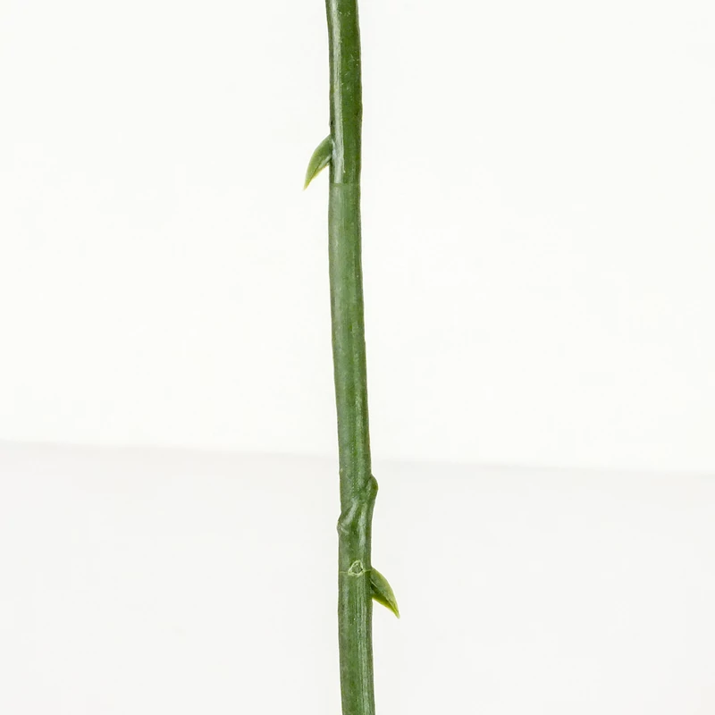 Szálas rózsa piros