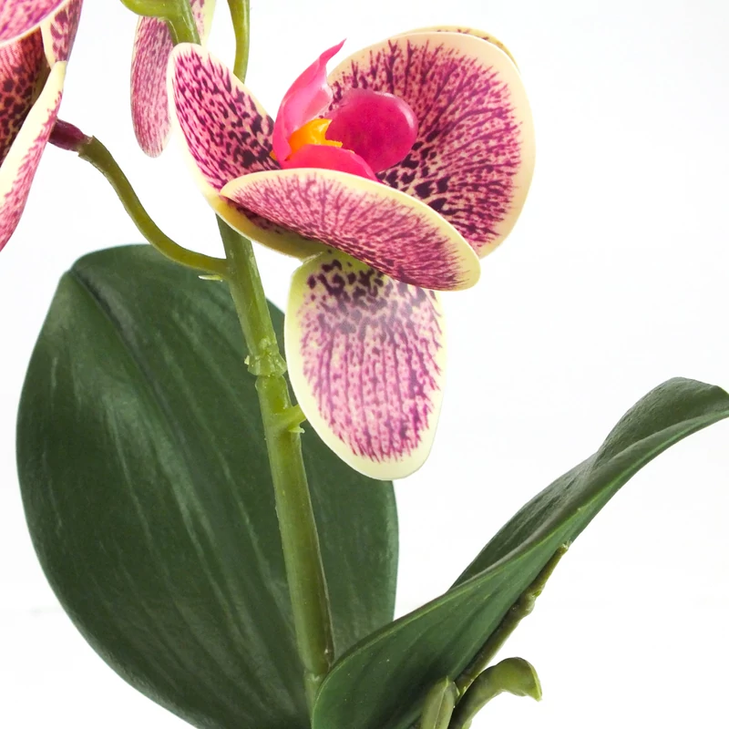 Orchidea levéllel, gyökérrel ciklámen-cirmos