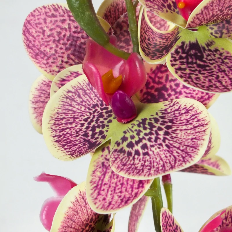 Orchidea levéllel, gyökérrel ciklámen-cirmos