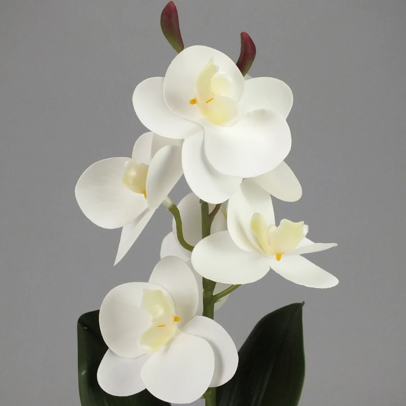 Orchidea levéllel, gyökérrel fehér