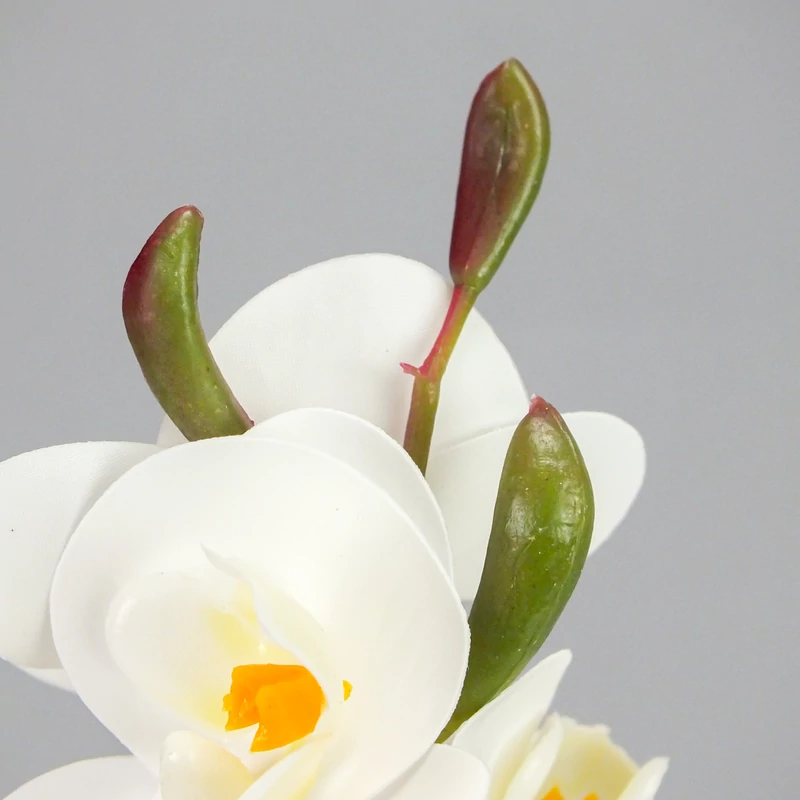 Orchidea levéllel, gyökérrel fehér