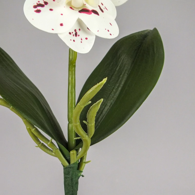Orchidea levéllel, gyökérrel foltos fehér