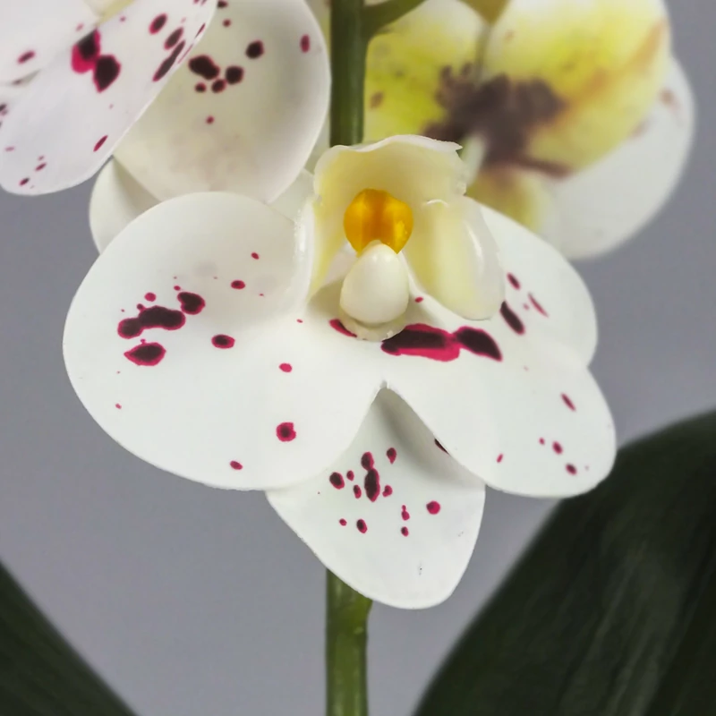Orchidea levéllel, gyökérrel foltos fehér
