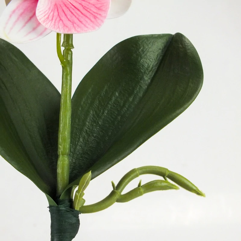 Orchidea levéllel, gyökérrel rózsaszín-fehér
