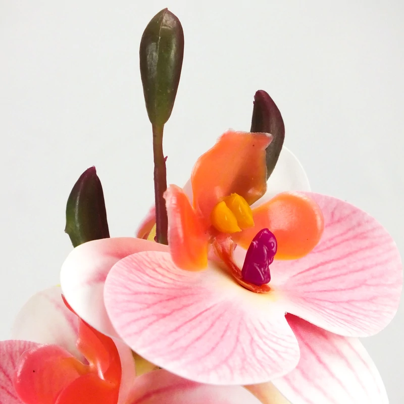 Orchidea levéllel, gyökérrel rózsaszín-fehér