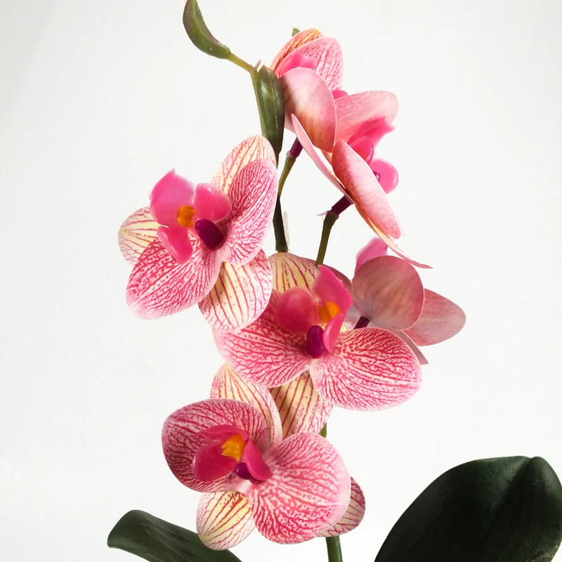 Orchidea levéllel, gyökérrel rózsaszín-sárga