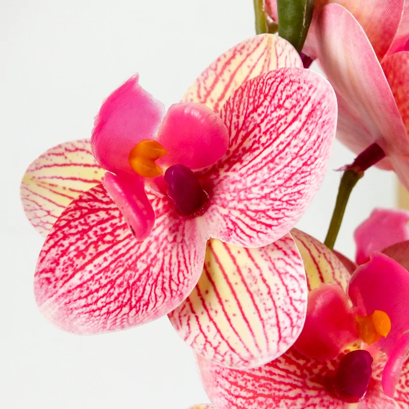 Orchidea levéllel, gyökérrel rózsaszín-sárga