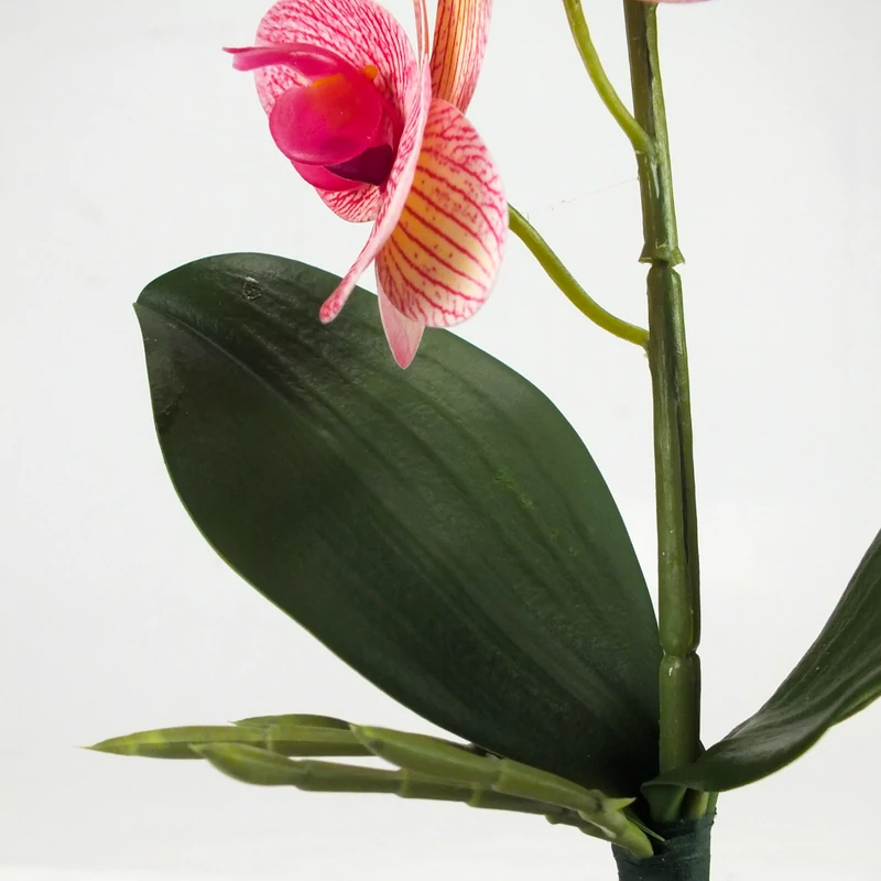 Orchidea levéllel, gyökérrel rózsaszín-sárga