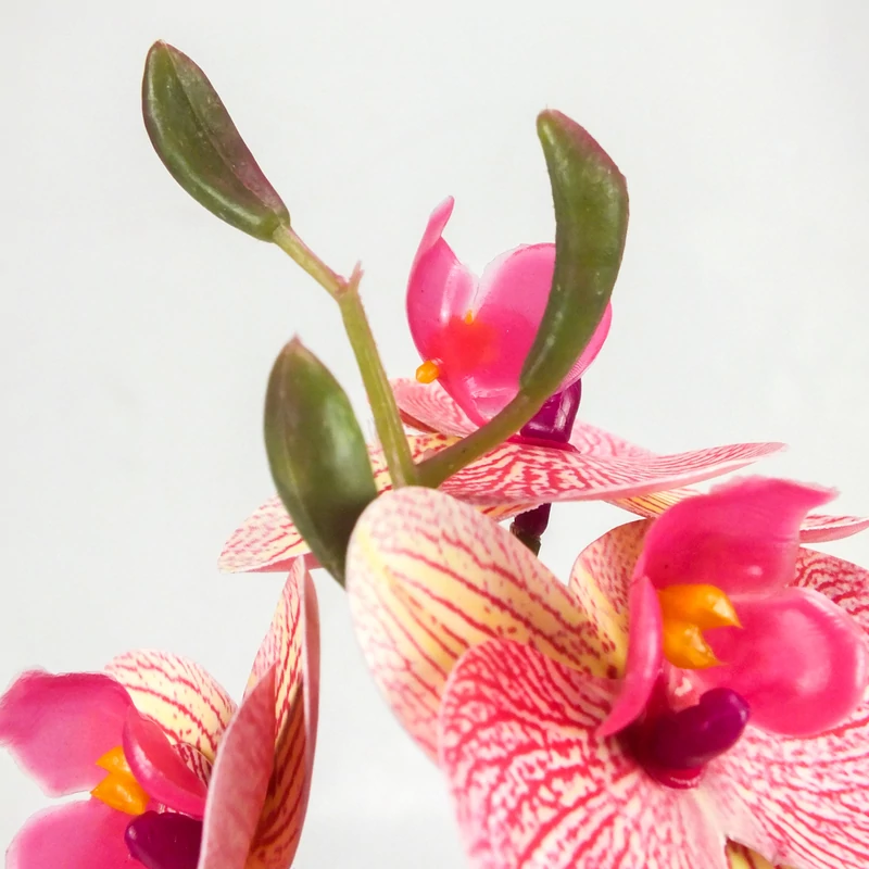 Orchidea levéllel, gyökérrel rózsaszín-sárga