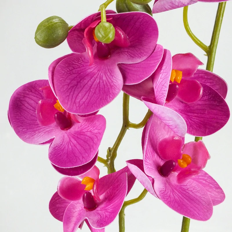 2 ágú orchidea ciklámen