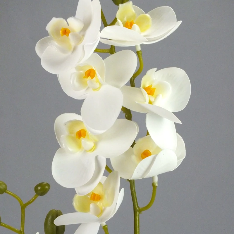 2 ágú orchidea fehér