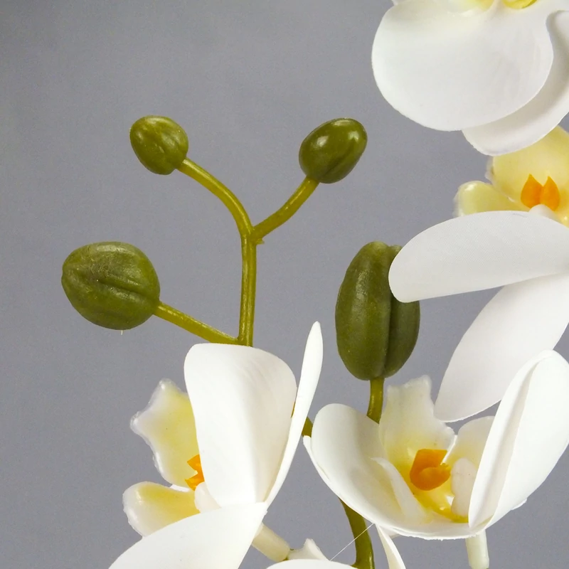 2 ágú orchidea fehér
