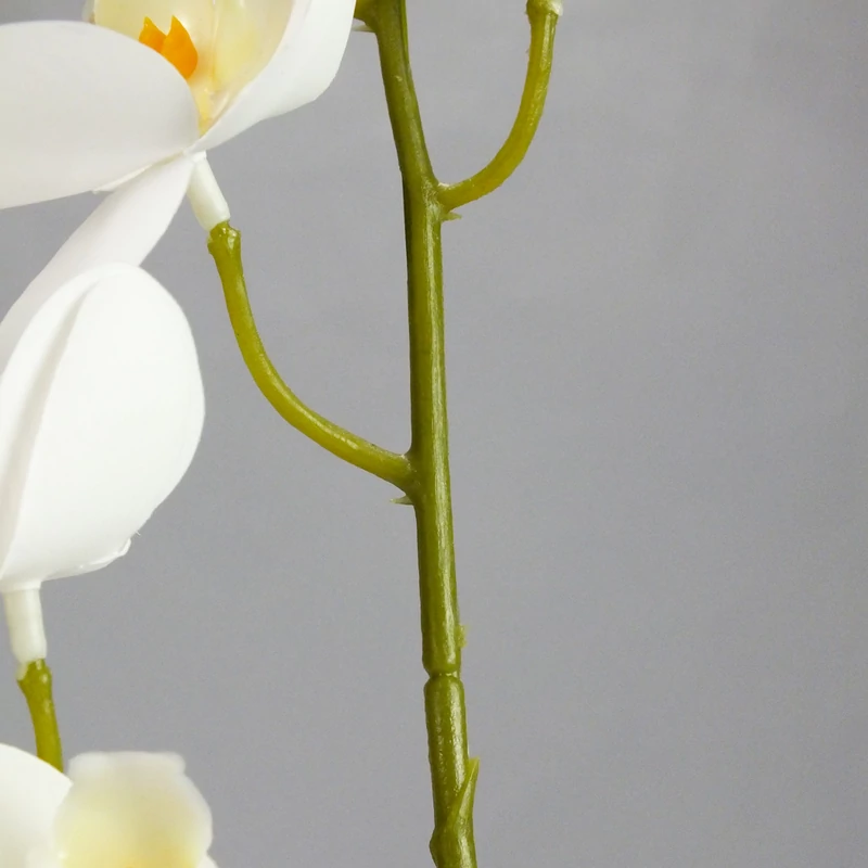 2 ágú orchidea fehér