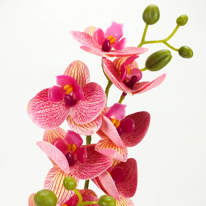 2 ágú orchidea rózsaszín-sárga
