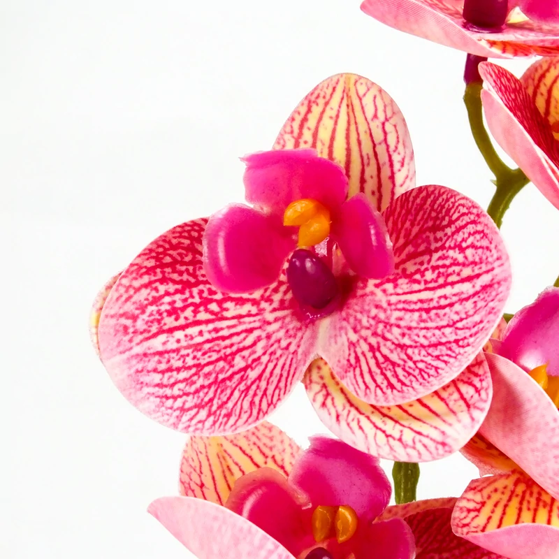 2 ágú orchidea rózsaszín-sárga