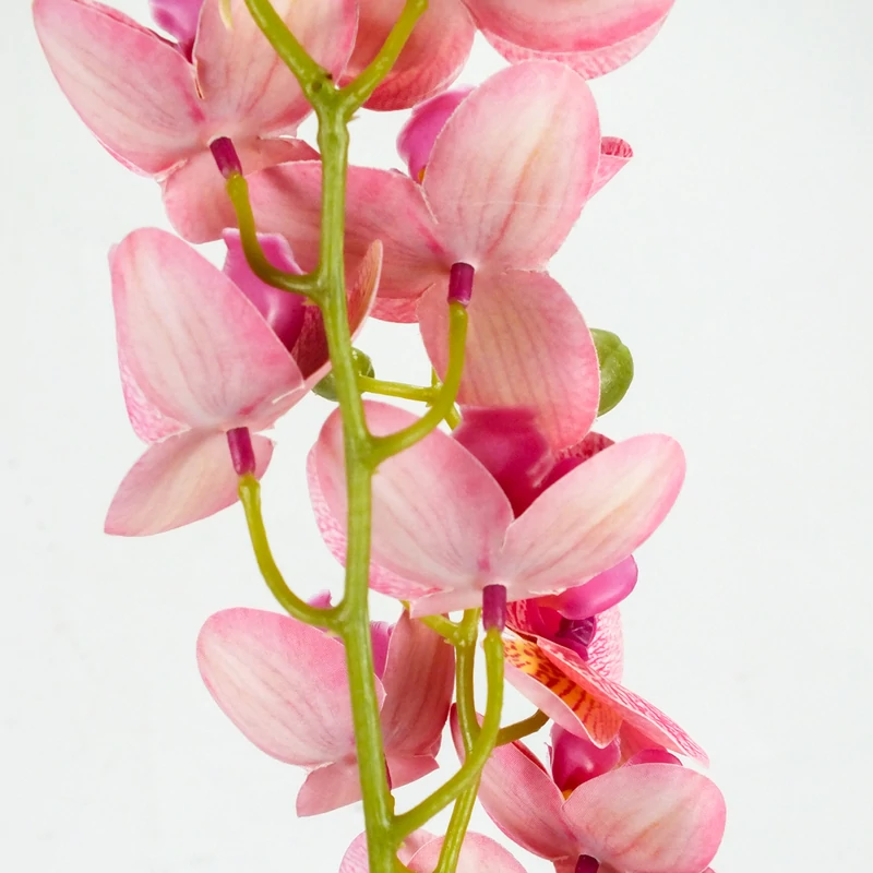 2 ágú orchidea rózsaszín-sárga