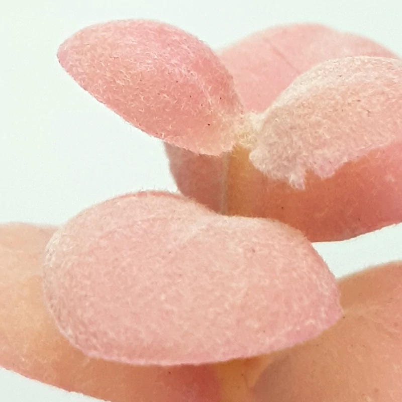 Pozsgás műnövény