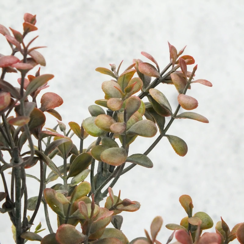 Buxus csokor barna